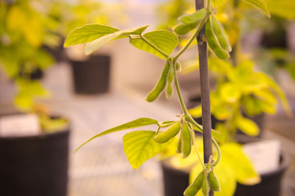 soybean growing in greenhouse